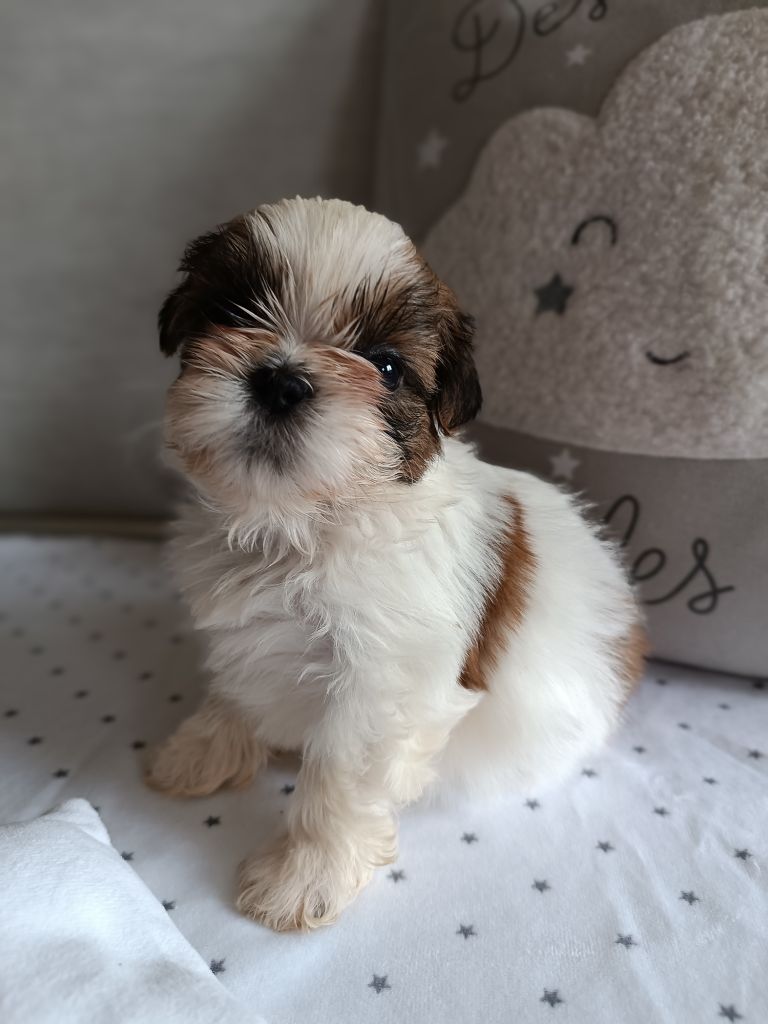 Des Etoiles Tibétaines - Chiot disponible  - Shih Tzu