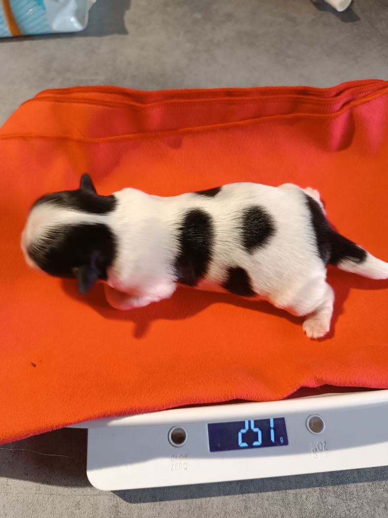 Des Etoiles Tibétaines - Chiot disponible  - Shih Tzu