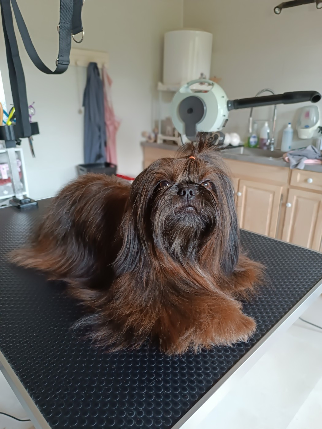 Tess d'imperial Khan-Shing