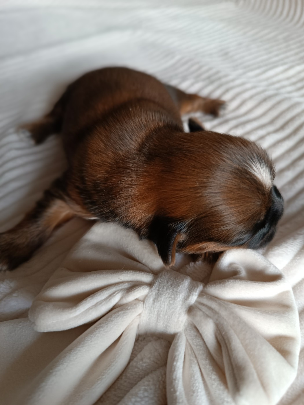 Des Etoiles Tibétaines - Chiots disponibles - Shih Tzu