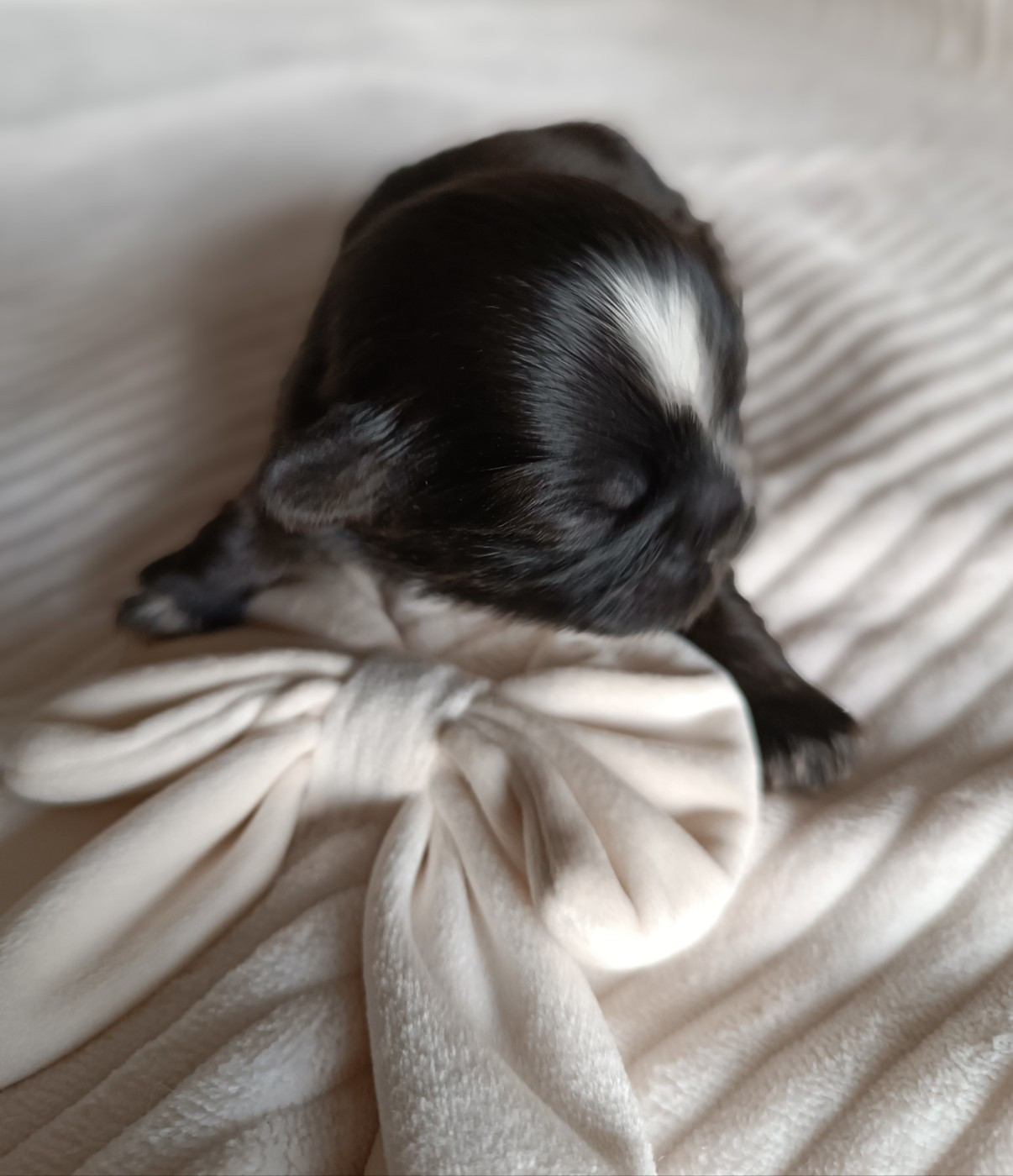 Des Etoiles Tibétaines - Chiots disponibles - Shih Tzu