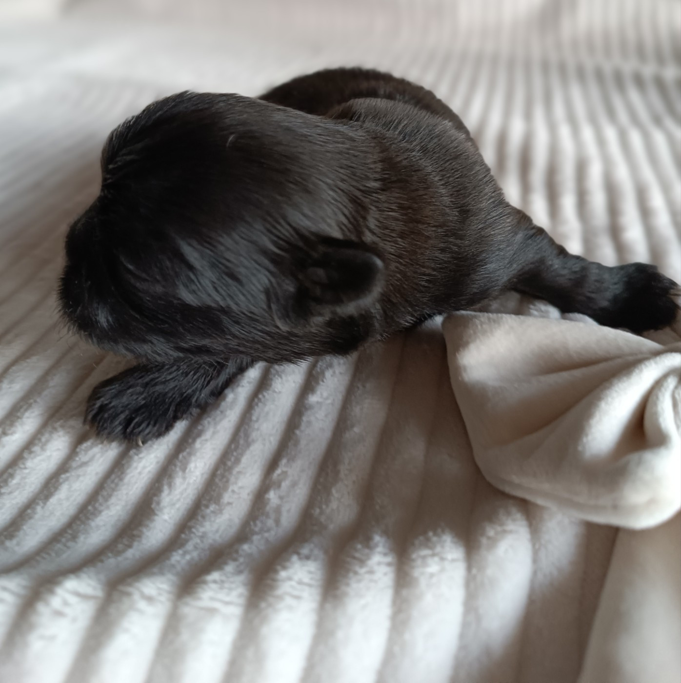 Des Etoiles Tibétaines - Chiots disponibles - Shih Tzu