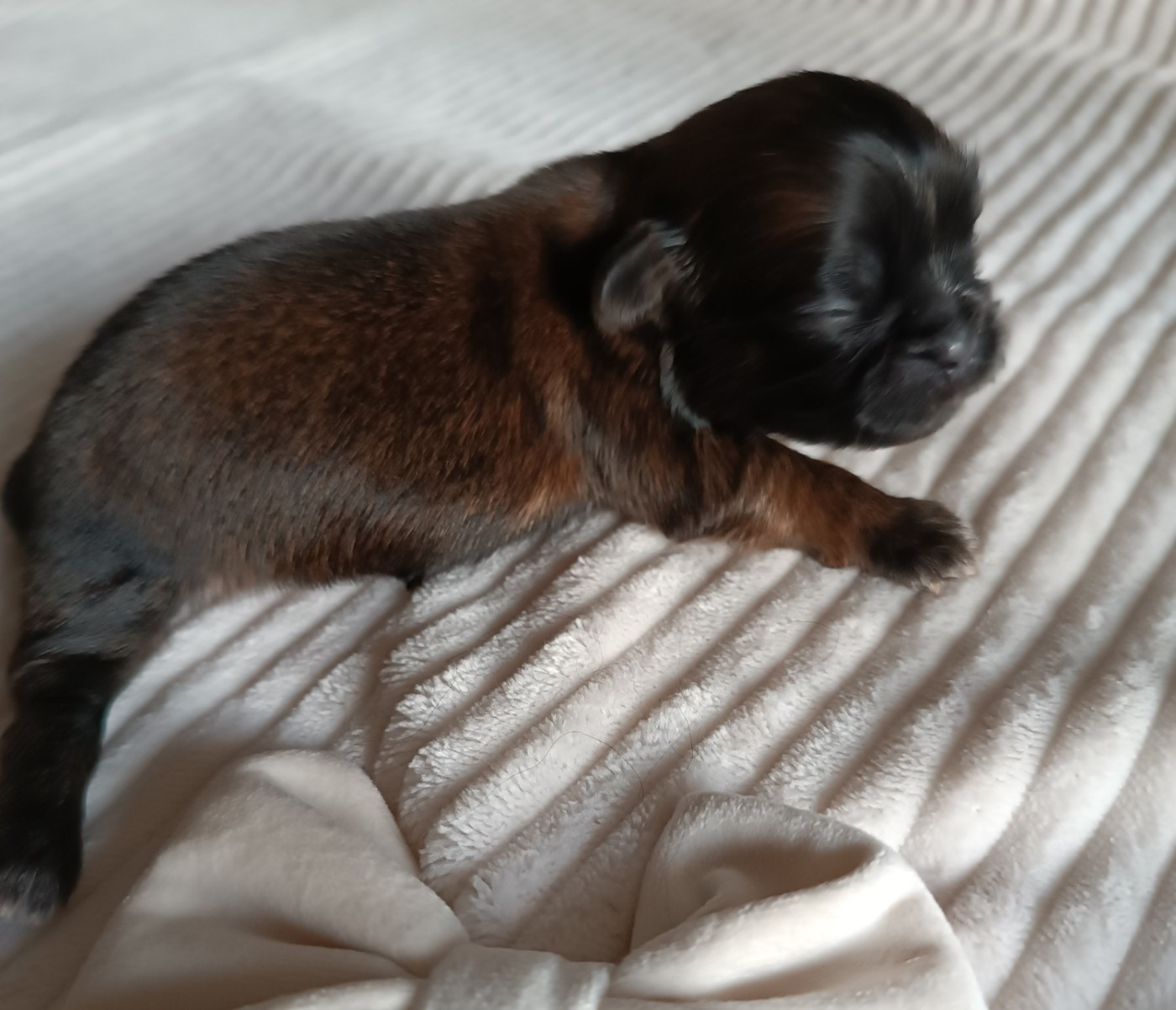 Des Etoiles Tibétaines - Chiots disponibles - Shih Tzu