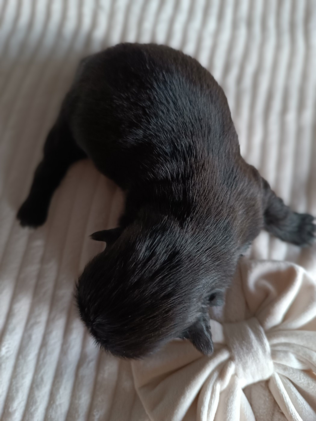 Des Etoiles Tibétaines - Chiots disponibles - Shih Tzu