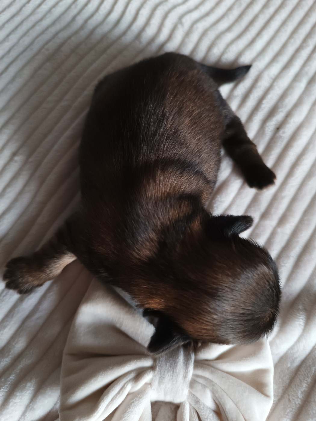 Des Etoiles Tibétaines - Chiots disponibles - Shih Tzu