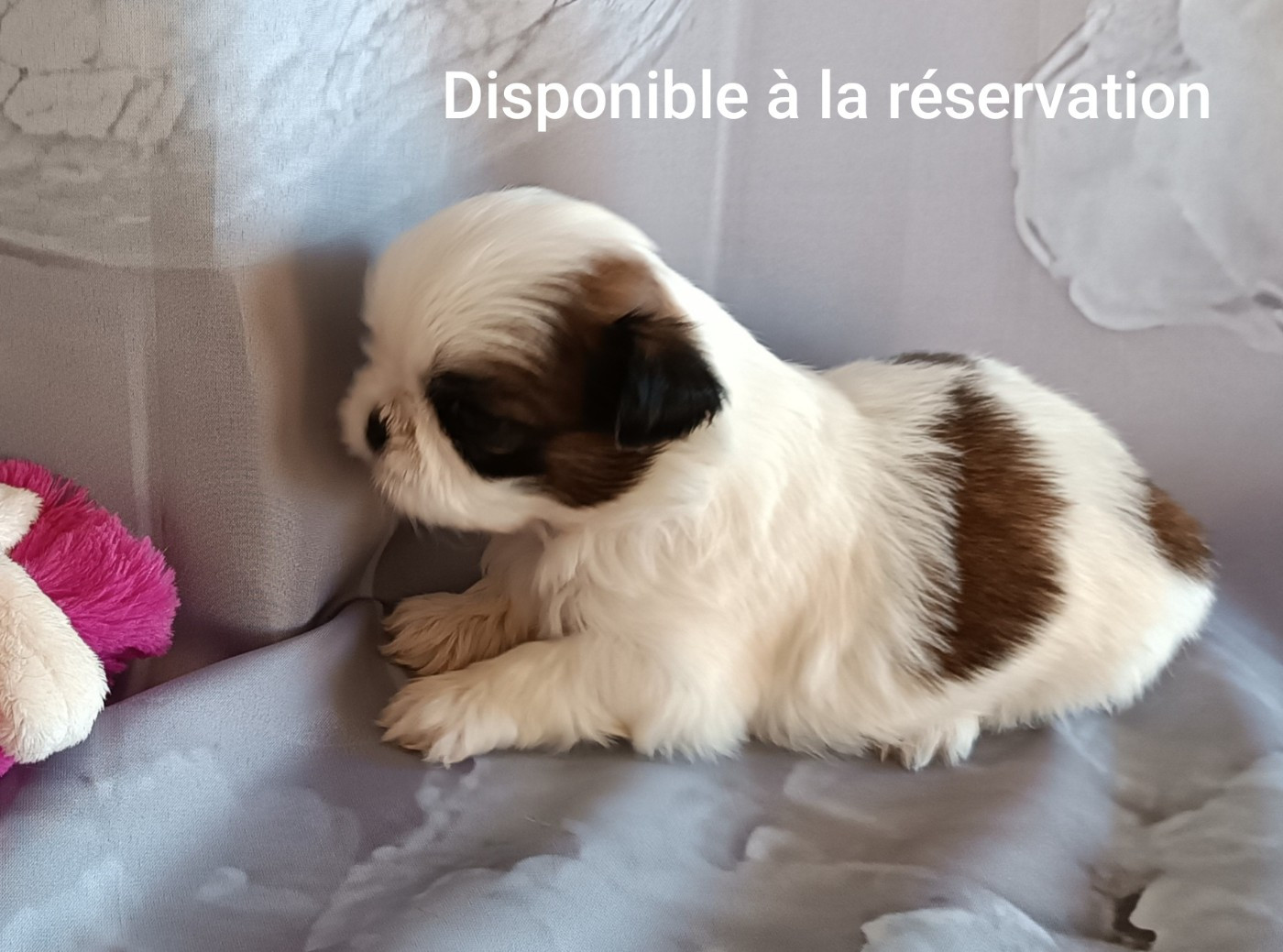 Des Etoiles Tibétaines - Chiots disponibles - Shih Tzu