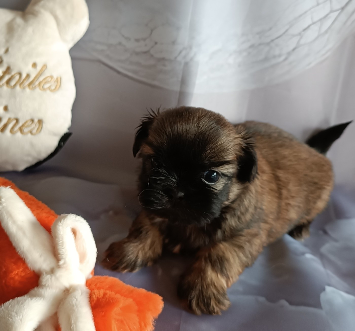 Des Etoiles Tibétaines - Chiots disponibles - Shih Tzu
