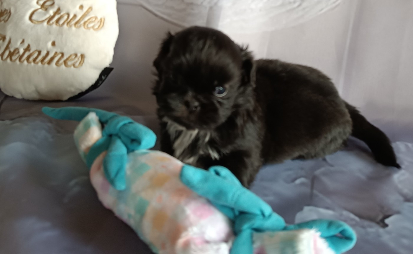 Des Etoiles Tibétaines - Chiots disponibles - Shih Tzu