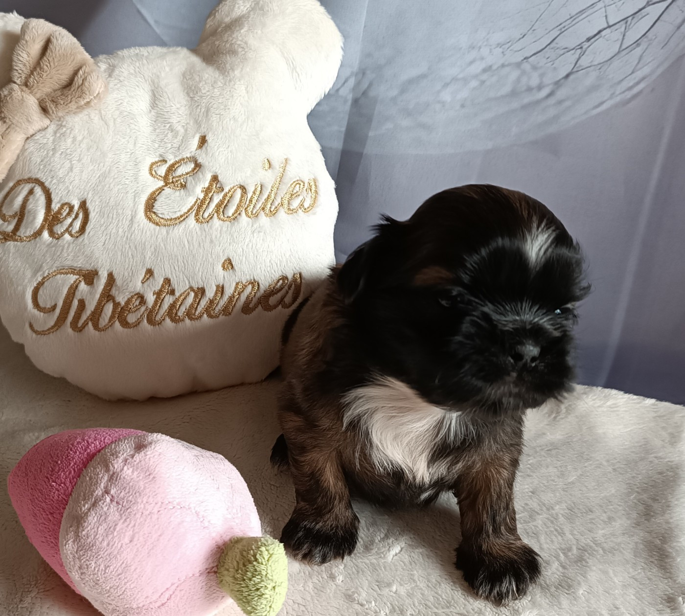 Des Etoiles Tibétaines - Chiots disponibles - Shih Tzu