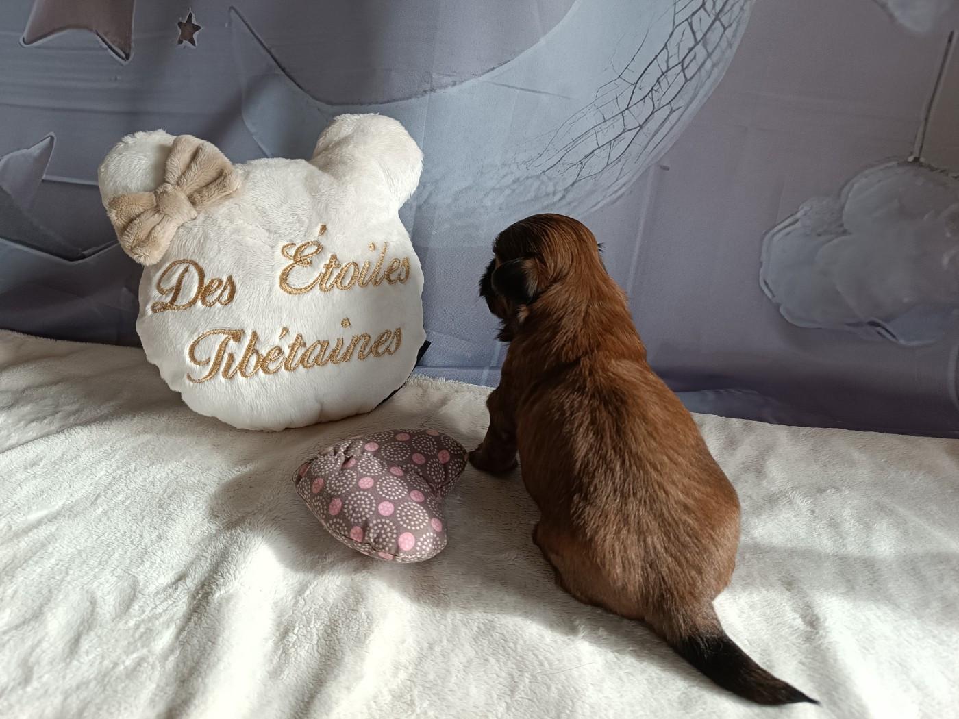Des Etoiles Tibétaines - Chiots disponibles - Shih Tzu